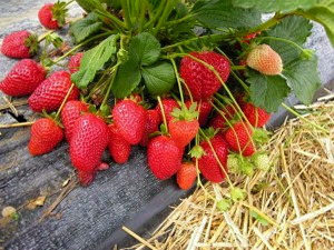 Сорт Клубники Диамант фото