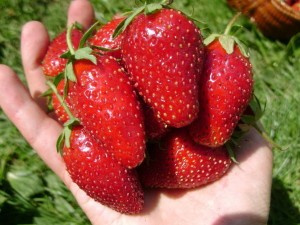 Сорт Клубники Дивная фото