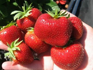 Сорт Клубники Мальвина фото