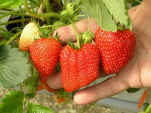 Сорт Клубники Мармелада фото