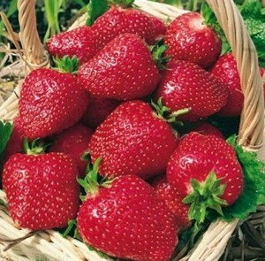 Сорт Клубники Монтерей фото