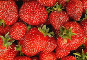 Сорт Клубники Октава фото