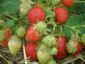 Сорт Клубники Ольвия фото Сорт Клубники Ольвия фото