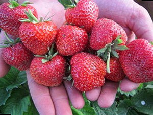Сорт Клубники Пегас фото