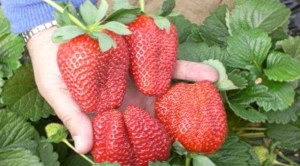 Сорт Клубники Портола фото