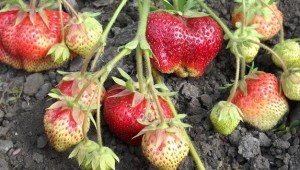 Сорт Клубники Великобритания