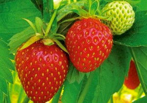 сорт клубники витязь фото