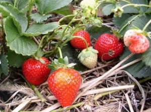 Сорт Клубники Зенит фото