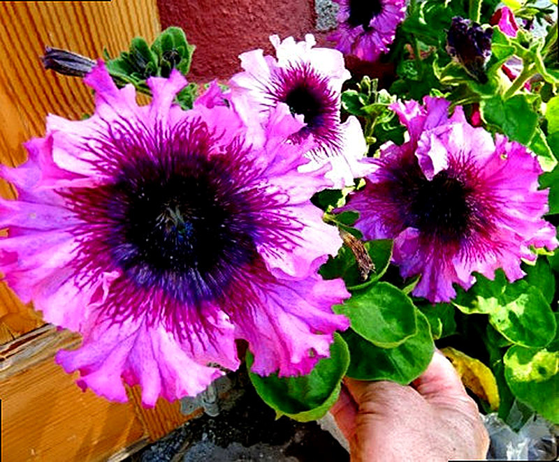 Сорт Петунии Флорибунда фото