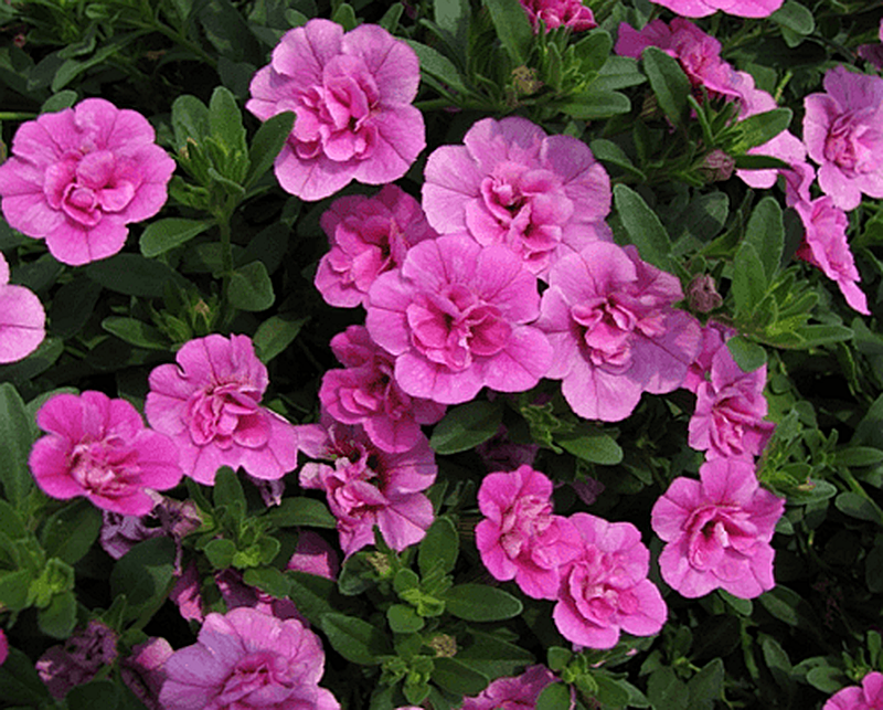 Сорт Петунии Калибрахоа фото