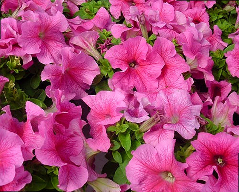 Сорт Петунии Лимбо фото