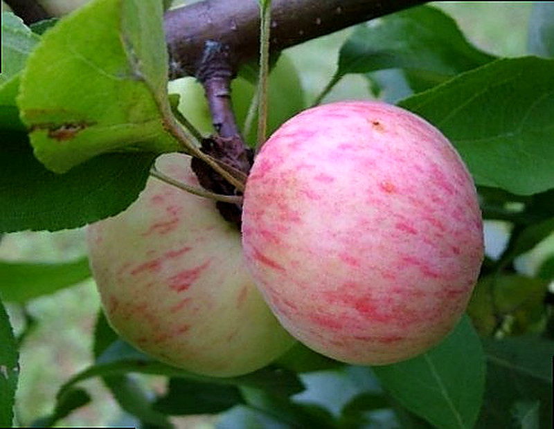 Сорт яблонь Грушовка московская фото