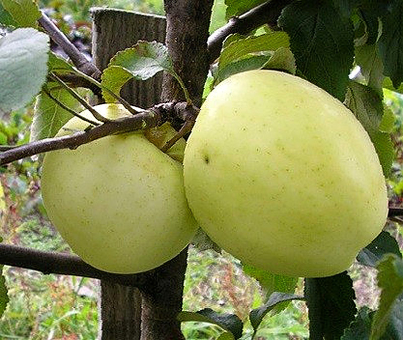 Сорт яблонь Народный фото