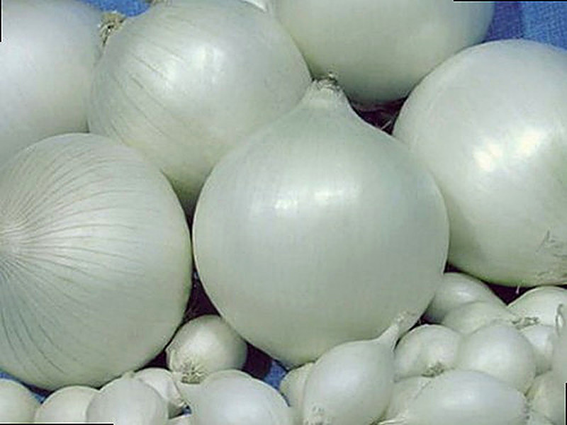 Сорт лука Альбион F1 фото