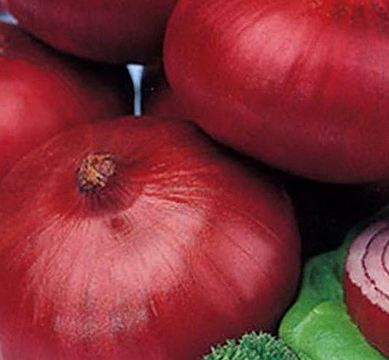 Сорт лука Альвина фото