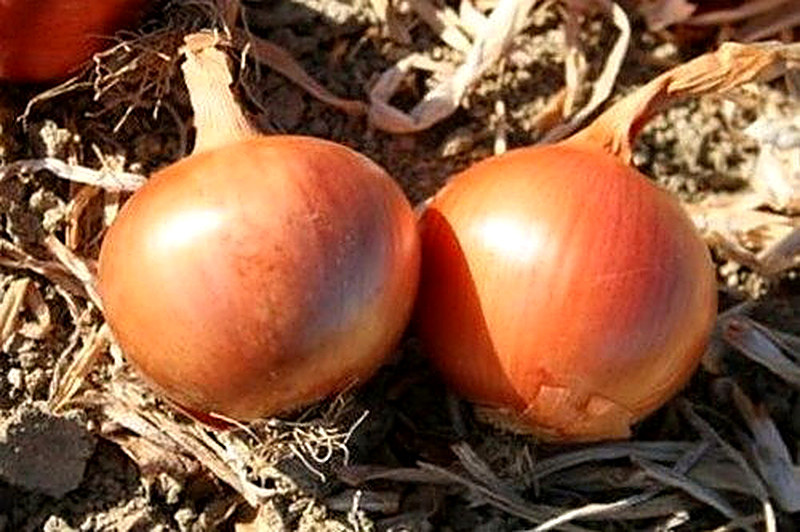 Сорт лука Арзамасский фото