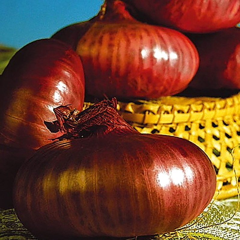 Сорт лука Даниловский 301 фото