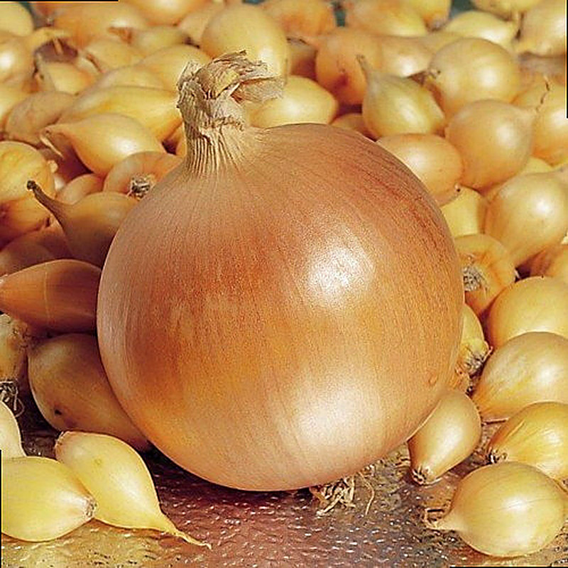 Сорт лука Геркулес F1