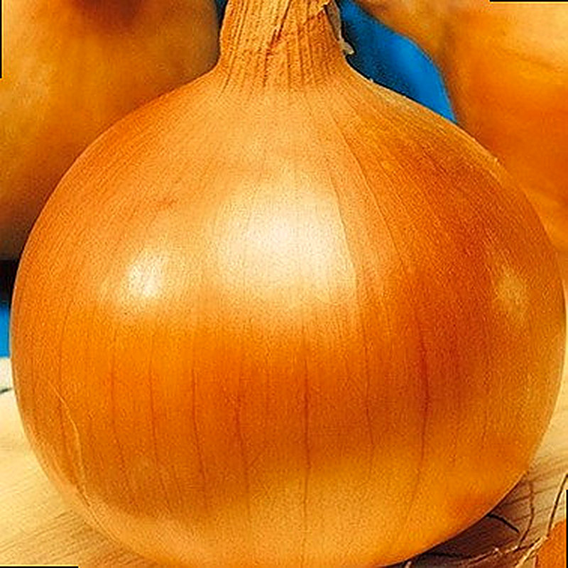 Сорт лука Глобо фото