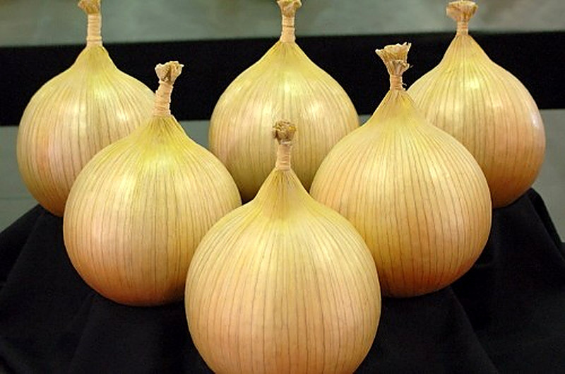 Сорт лука Эксибишен фото