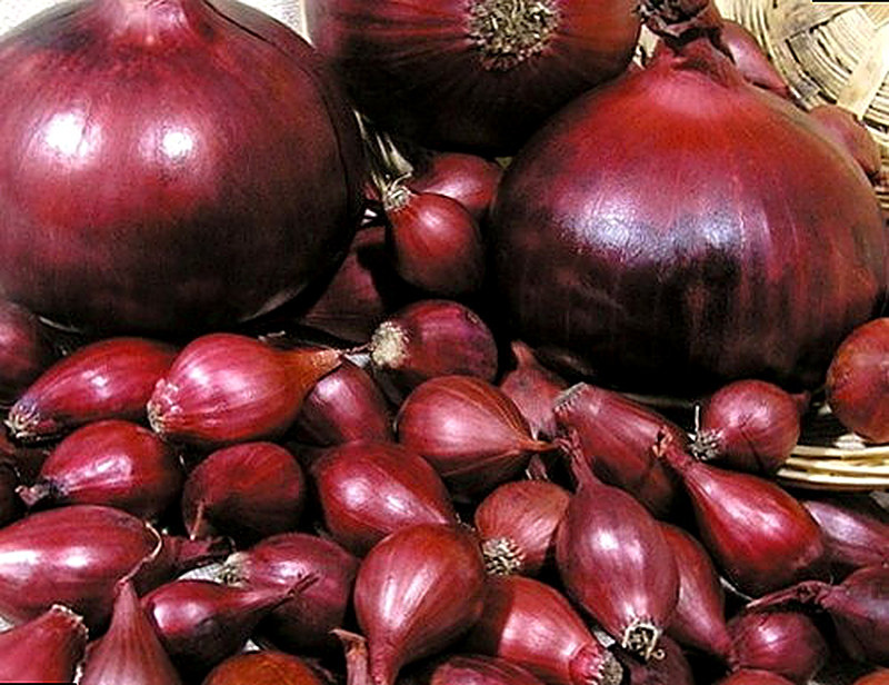 Сорт лука Комиссар фото