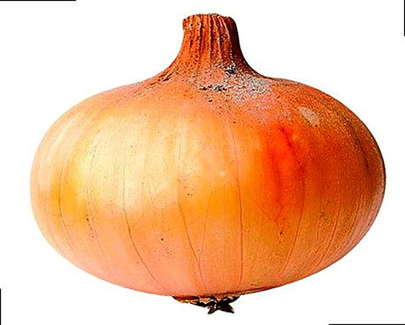 Сорт лука Мстерский фото