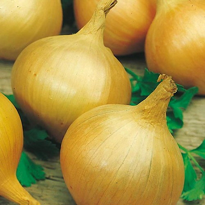 Сорт лука Одинцовец фото