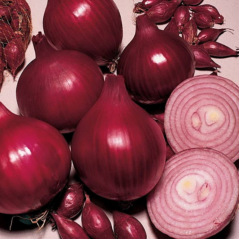 Сорт лука Ред Барон фото