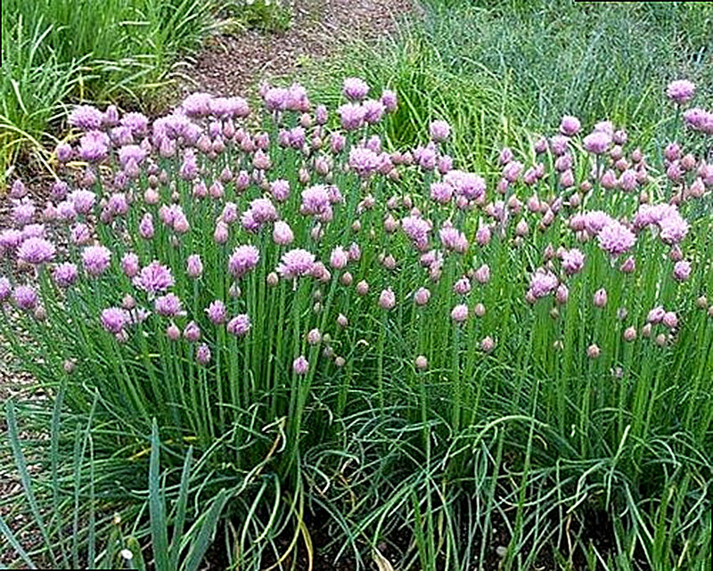 Сорт лука Шнитт фото