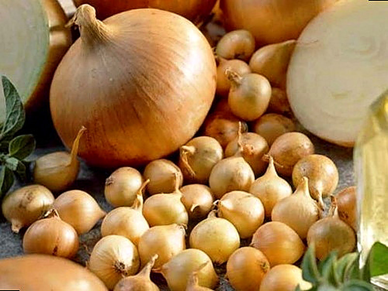 Сорт лука Штутгартер Ризен фото