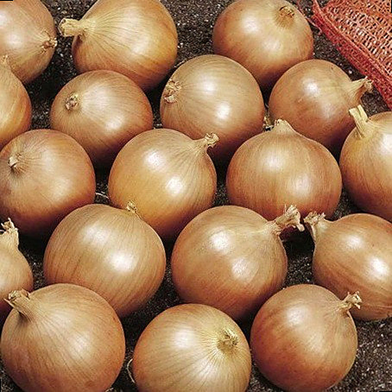 Сорт лука Спирит F1 фото