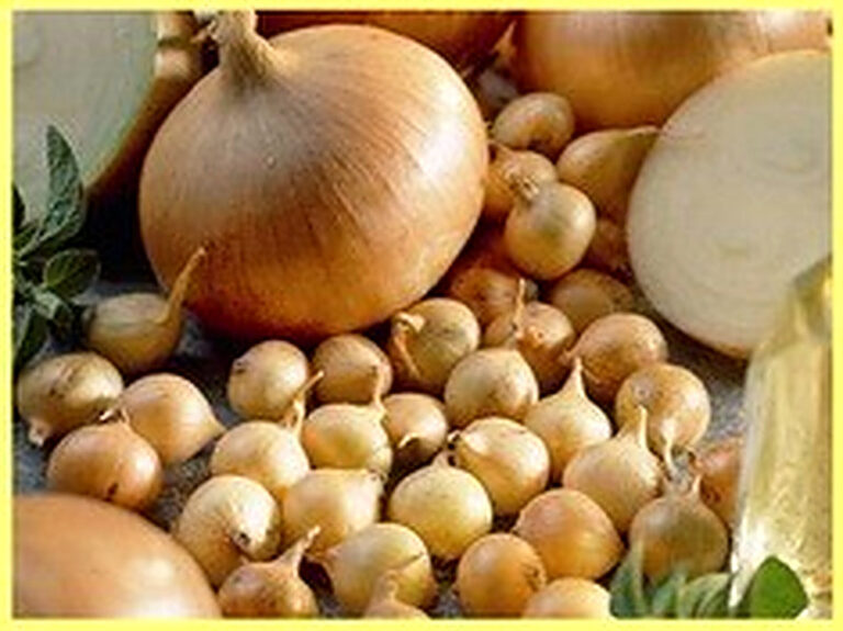 Сорта лука с фото и описанием