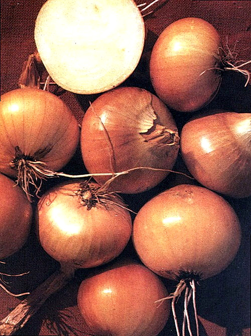 Стригуновский сорт лука фото