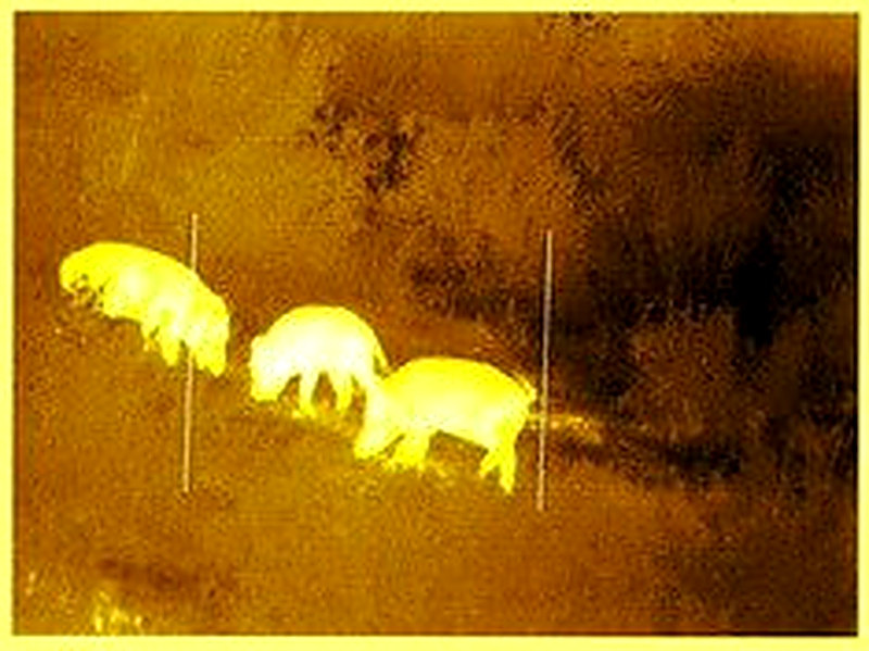 Тепловизор для охоты своими руками