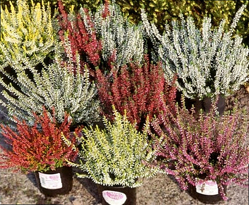 Вереск комнатный посадка и уход