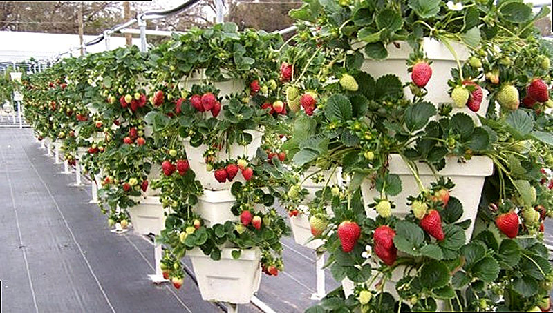 Вертикальные грядки для клубники из цветочных горшков