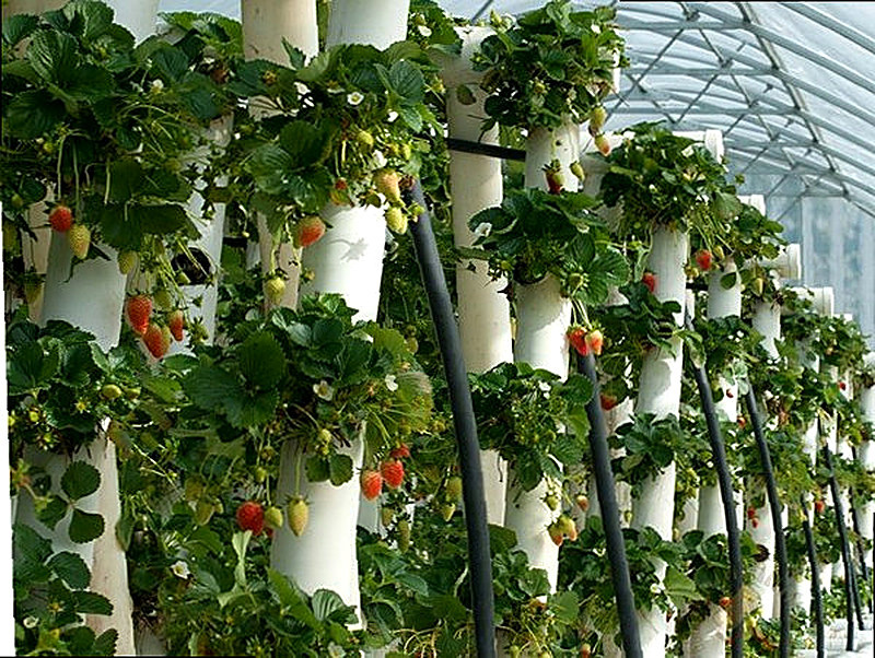 Вертикальные грядки для клубники из пластиковой трубы