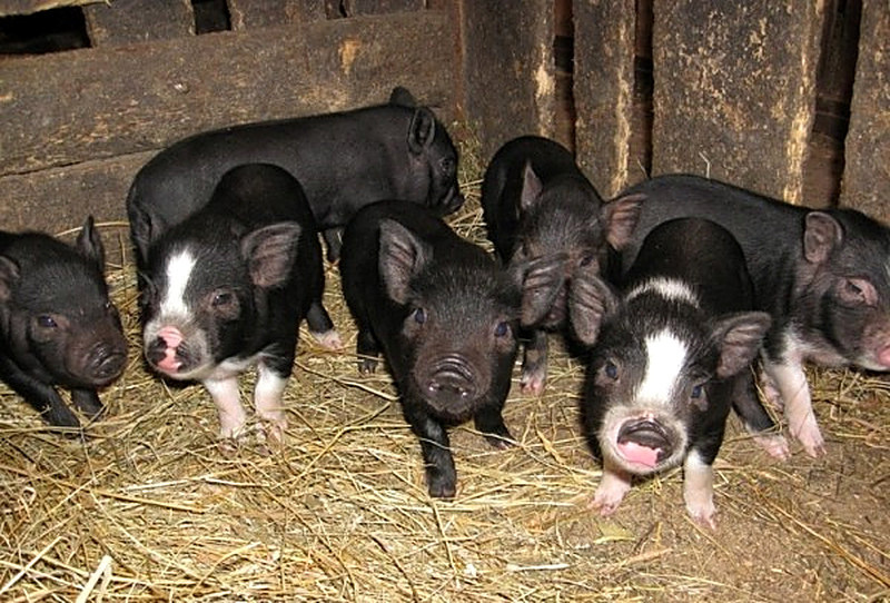 Вьетнамские поросята как выбрать