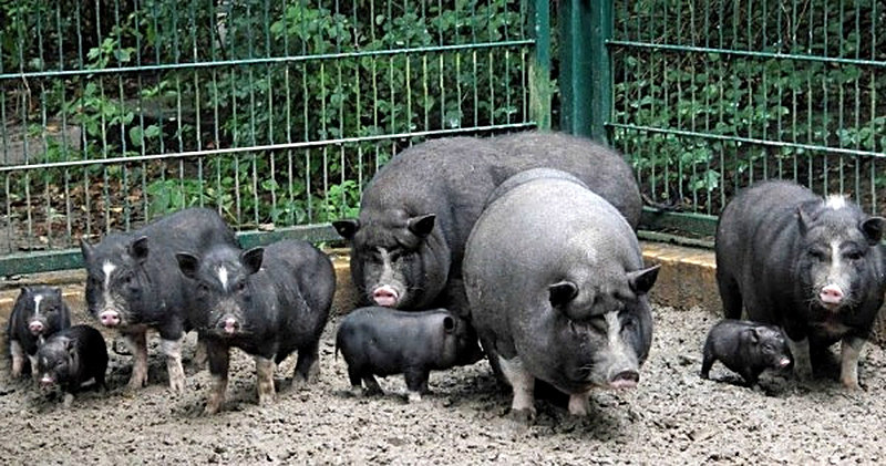 Вьетнамские вислобрюхие свиньи описание породы