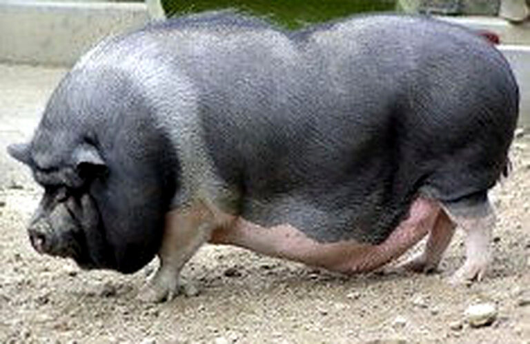 Вьетнамские вислобрюхие свиньи содержание и уход