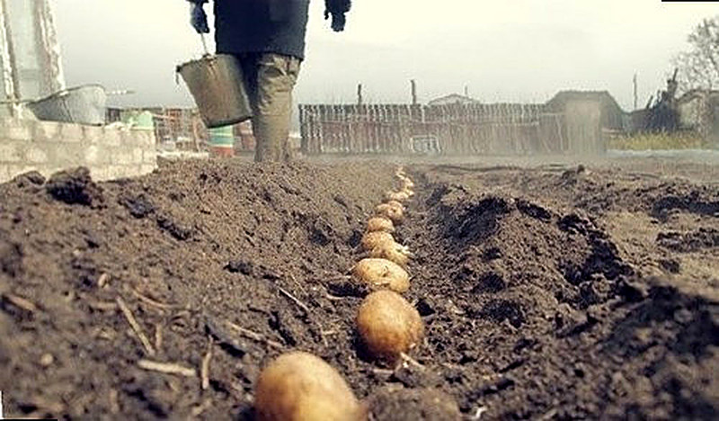 Выбор места для посадки картофеля