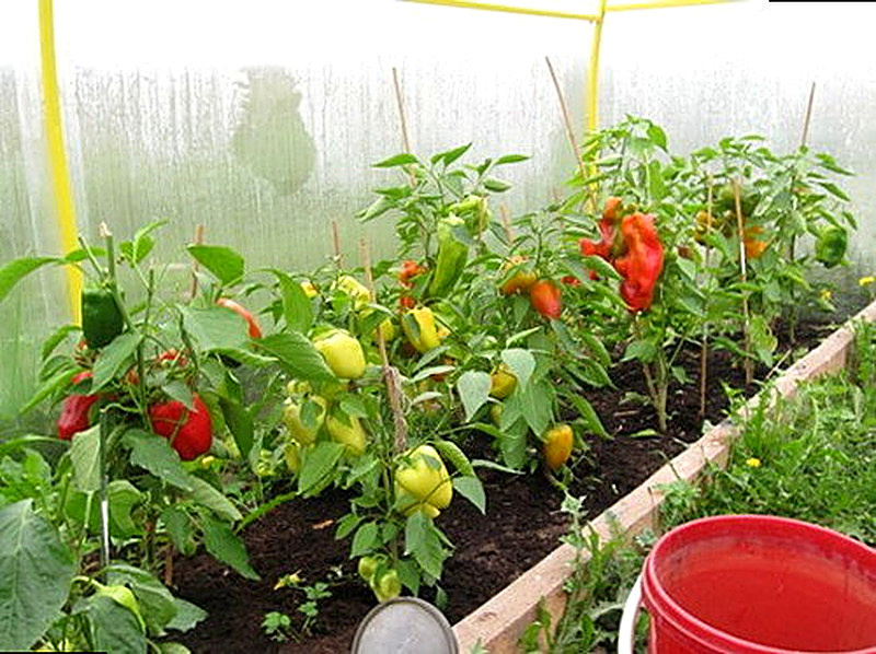 Выращивание болгарского перца в теплице