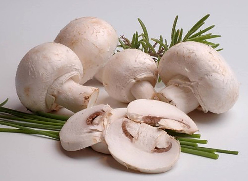 Выращивание шампиньонов в домашних условиях для новичков