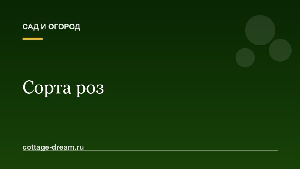 Сорта роз: названия и описания