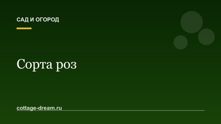 Сорта роз: названия и описания