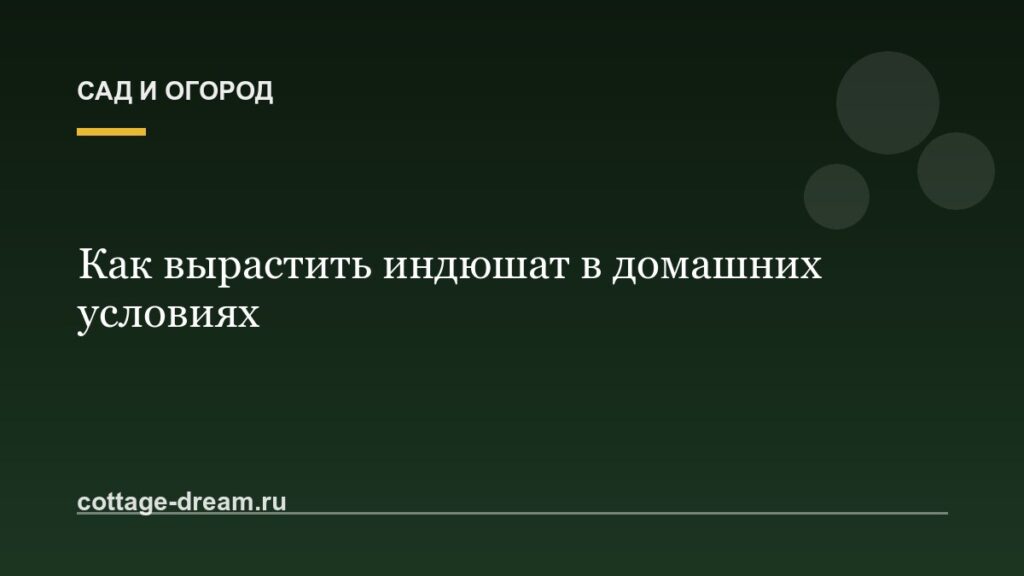Как вырастить индюшат в домашних условиях
