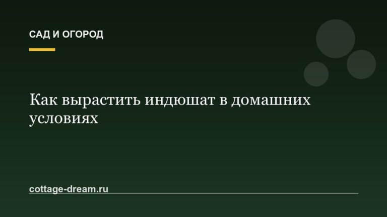 Как вырастить индюшат в домашних условиях