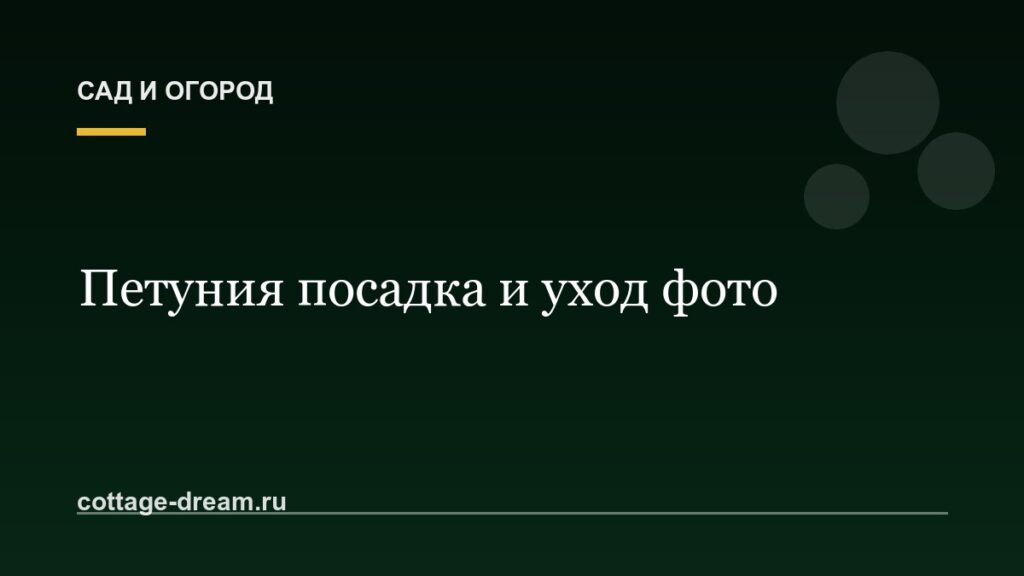 Петуния посадка и уход фото: размножение пошагово