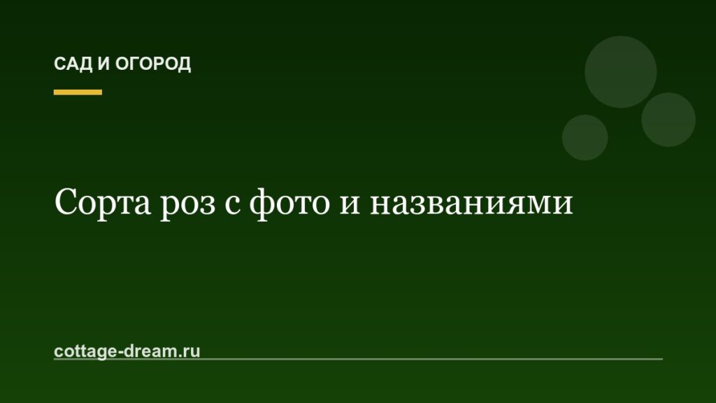 Сорта роз с фото и названиями