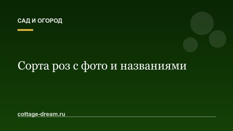 Сорта роз с фото и названиями